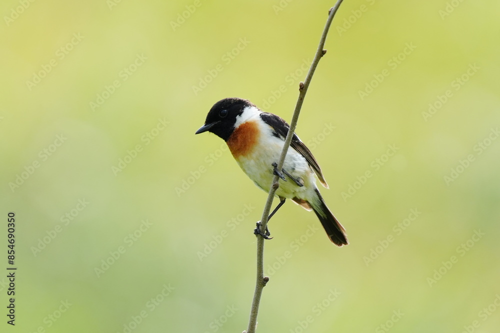 Fototapeta premium 枝に止まるノビタキ