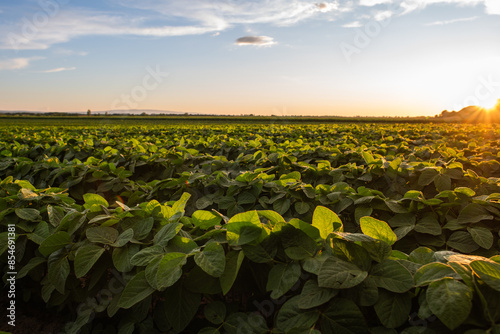 Soybean field with rows of soya bean plants