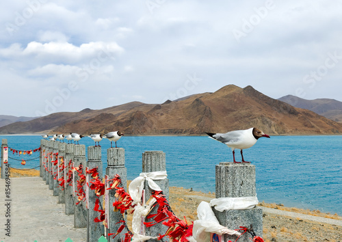 A row of seagulls sits next to Yamdrok Tso Lake: Largest holy lake in Tibet photo