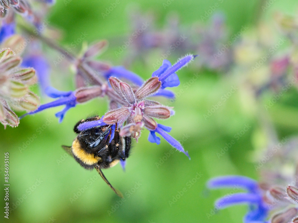 Bumblebee on a flower to collect nectar. Insect pollinating pollen in nature Bumblebee on a flower to collect nectar. Insect pollinating pollen in nature