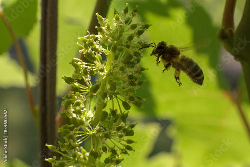 Blooming young wine grapes with a bee in the garden.