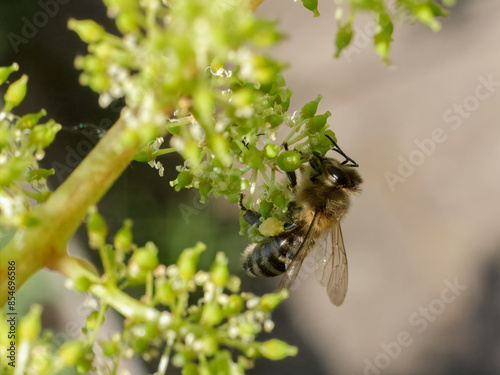 Blooming young wine grapes with a bee in the garden.