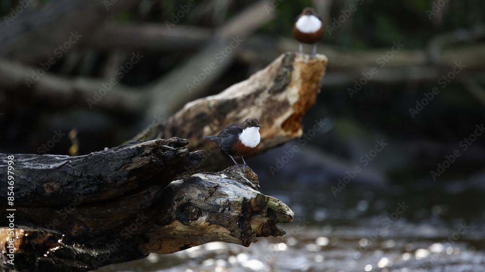 Dippers displaying on a log in the river Dippers displaying on a log in the river