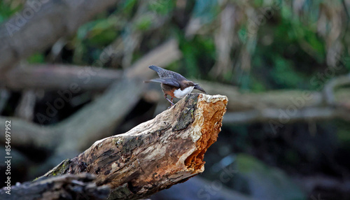 Dippers displaying on a log in the river