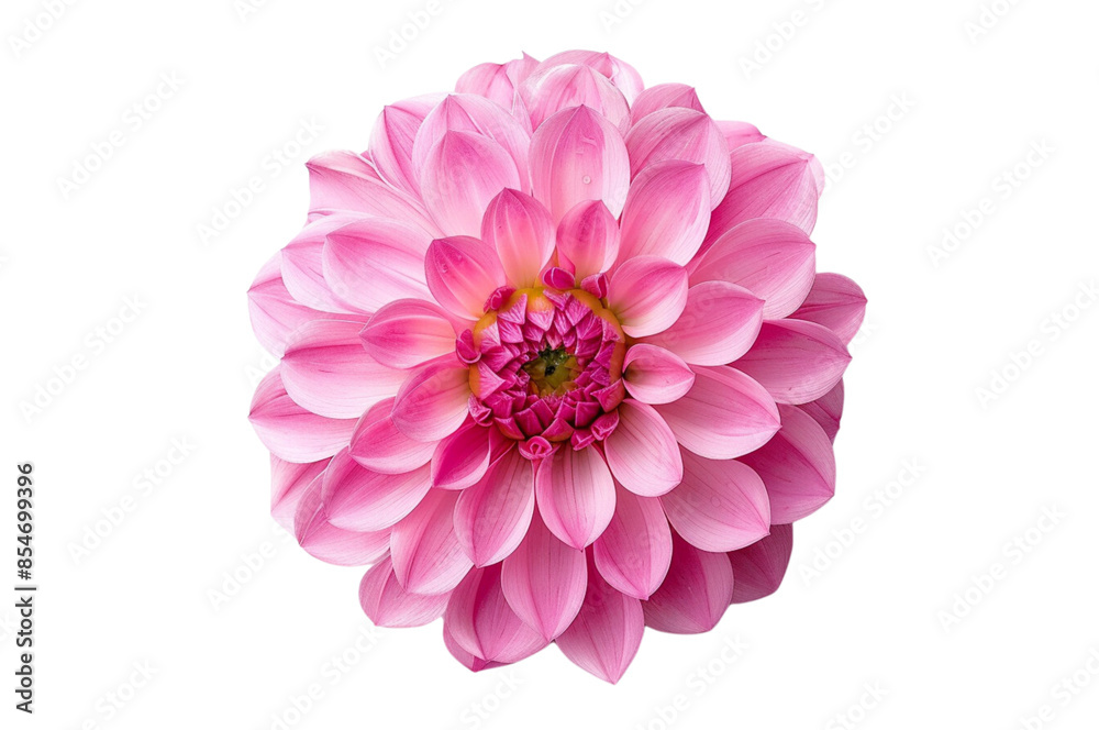 Photo of a pink dahlia flower on a white background. Close up view with no shadows or other elements in the picture. Isolated object on transparent background, PNG file.
Photo of a pink dahlia flower on a white background. Close up view with no shadows or other elements in the picture. Isolated object on transparent background, PNG file.
