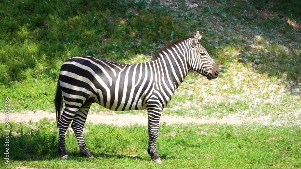 Large striped zebra grazes on the green grass. Large striped zebra grazes on the green grass.