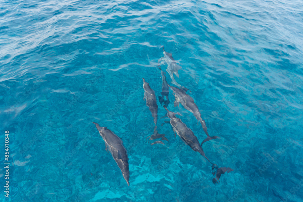 Fototapeta premium dolphin in Lakshadweep Island, India