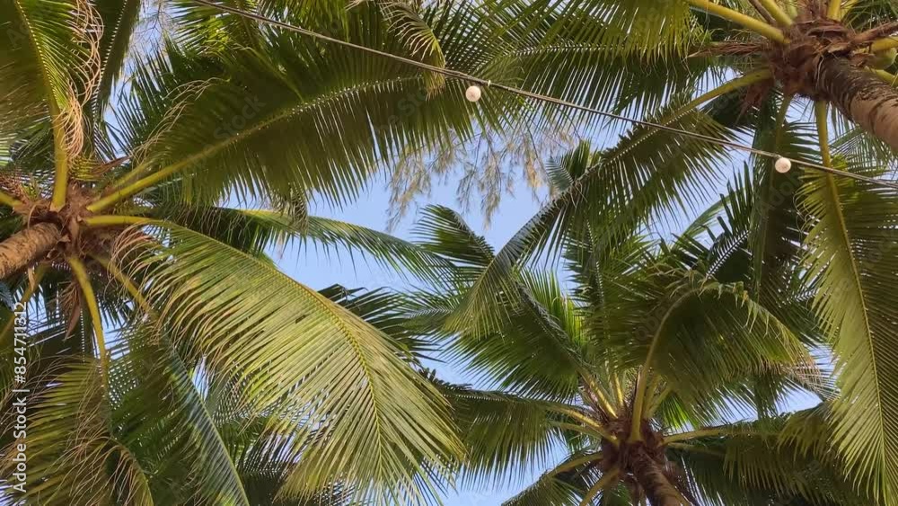 Lush palm tree fronds creating a canopy under a clear blue sky Lush palm tree fronds creating a canopy under a clear blue sky