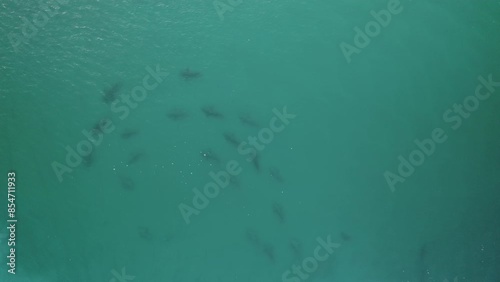 Wallpaper Mural Aerial video above sharks near the coastline of Hadera, Israel Torontodigital.ca