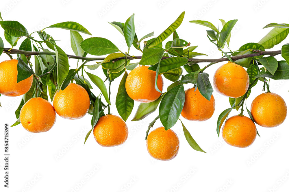 3 oranges with leaves on a white background, one orange cut in half, in the style of hyper realistic photography
3 oranges with leaves on a white background, one orange cut in half, in the style of hyper realistic photography