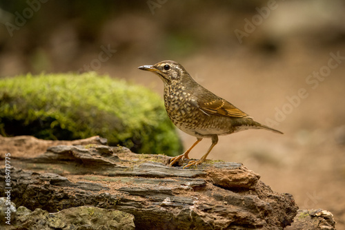 Siberian Thrush perched on a log in the forest
