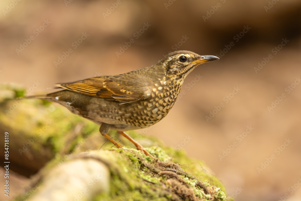 Siberian Thrush perched on a tree in the forest Siberian Thrush perched on a tree in the forest
