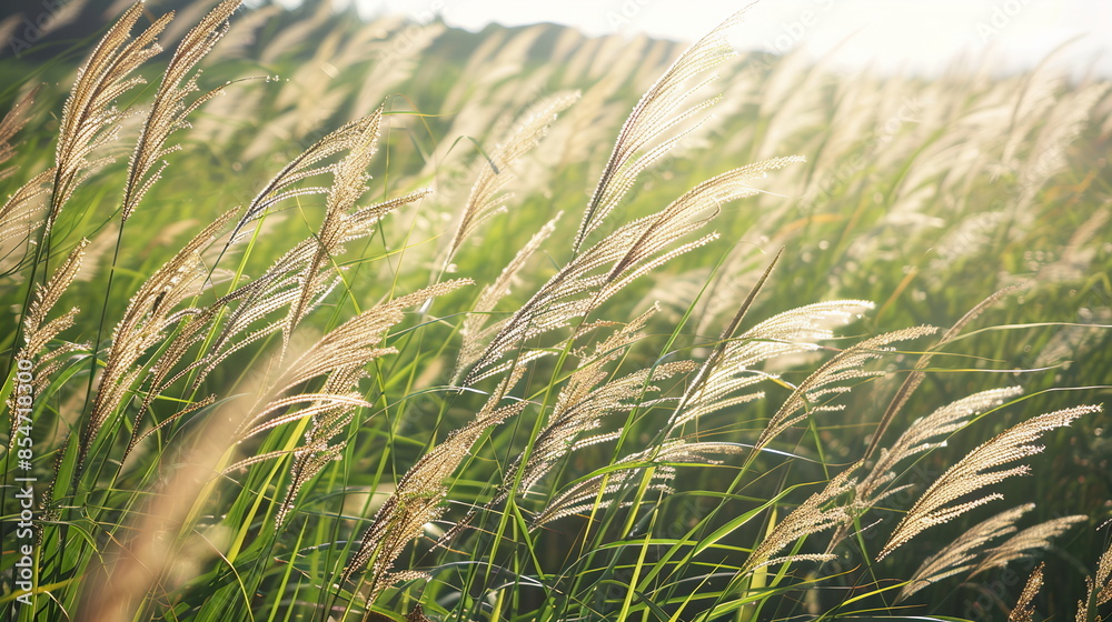 A field of tall grasses swaying in the wind, illustrating the potential for bioenergy production through the cultivation of energy crops for biomass fuel. Renewable energy sources A field of tall grasses swaying in the wind, illustrating the potential for bioenergy production through the cultivation of energy crops for biomass fuel. Renewable energy sources