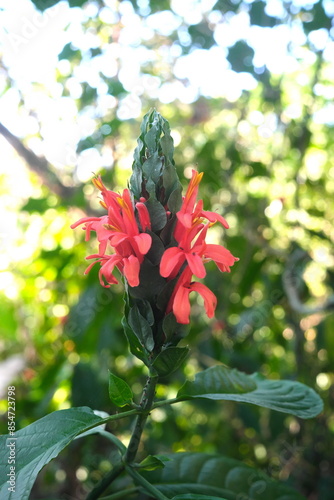 Closeup of Cardinal's Guard flower of Pachystachys coccinea plant in Mount Makiling in Laguna Philippines. photo