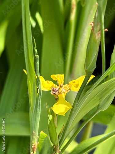 Trimezia fosteriana (Yellow flower, monocotyledons, family: Iridaceae) photo