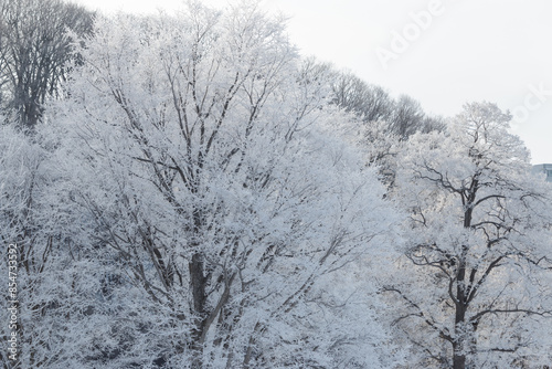 Wallpaper Mural Morning sunlight on large frosty white trees in winter landscape Torontodigital.ca