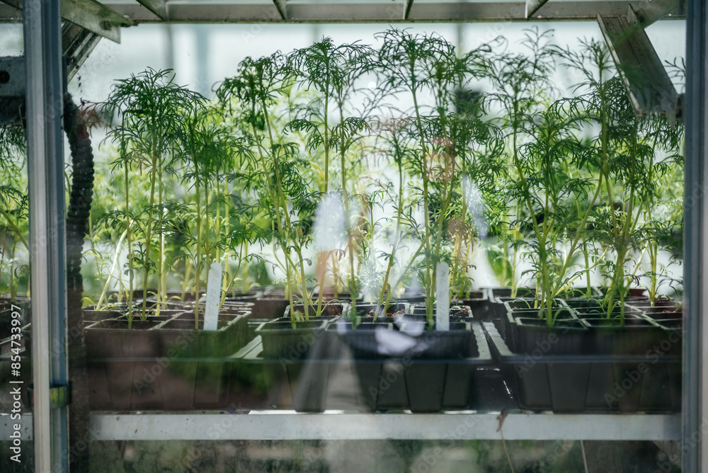 Young Plants Growing in Greenhouse Nursery