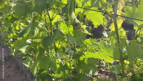 Young grapevine flowering with small grape berries on the vineyard in early Summer photo