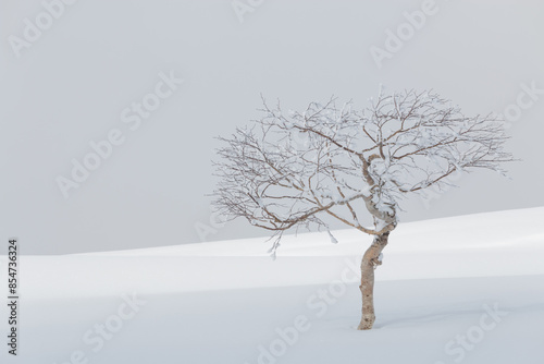 Single frozen tree in white snow winter landscape