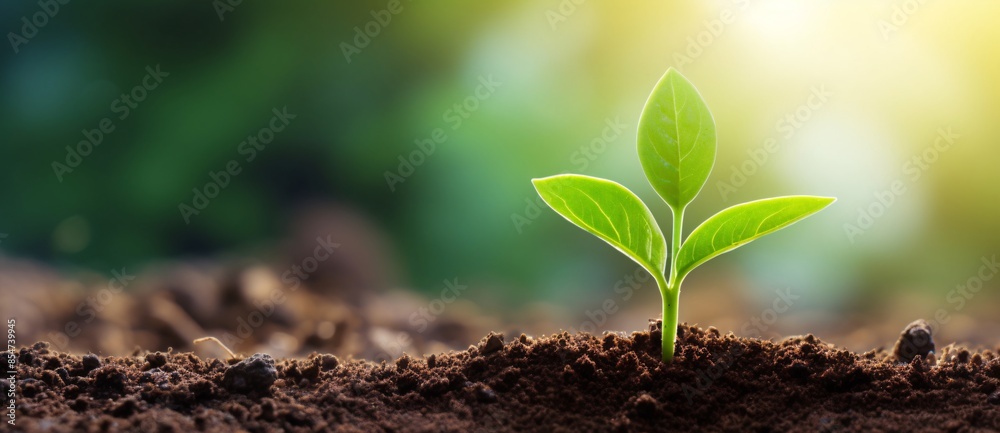 Naklejka premium Sprouting Seed in Soil