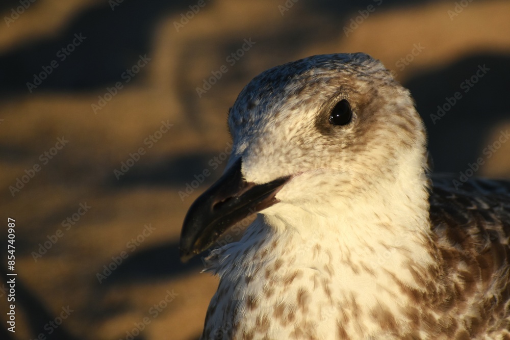 Young Larus argentatus, herring gull. Young Larus argentatus, herring gull.