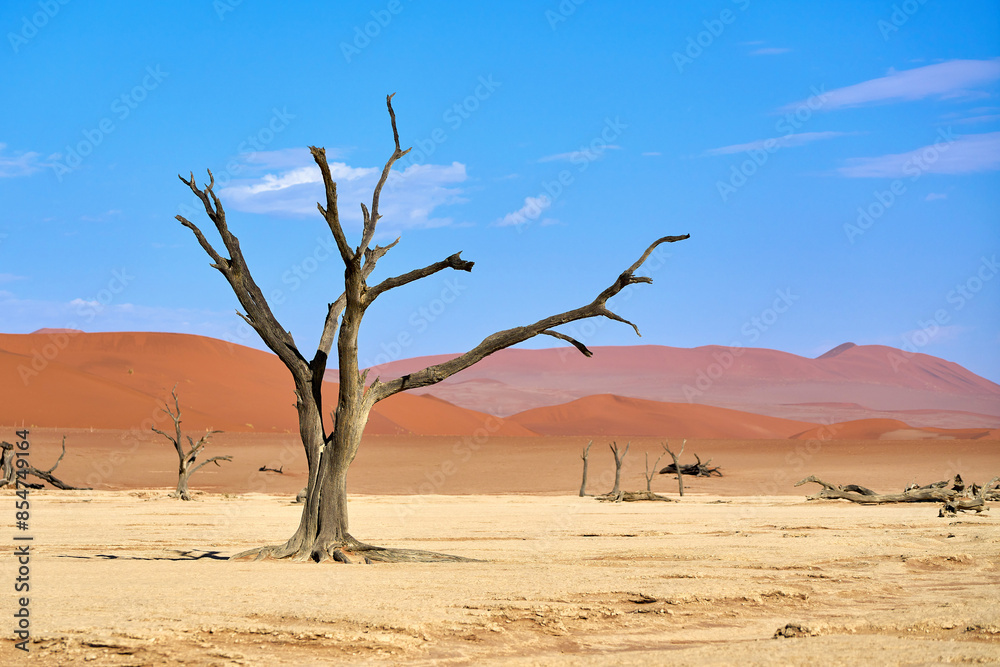 Dead Vachellia erioloba in Deadvlei, Namibia Dead Vachellia erioloba in Deadvlei, Namibia