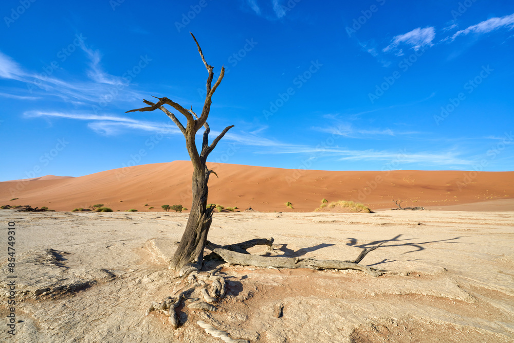 Dead Vachellia erioloba in Deadvlei, Namibia Dead Vachellia erioloba in Deadvlei, Namibia