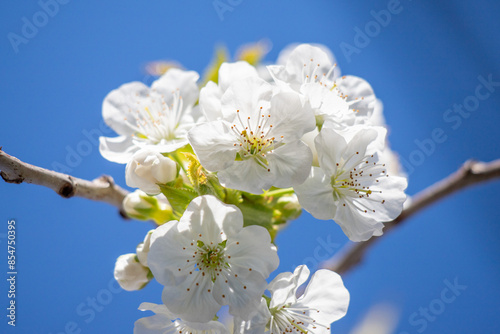 White flowers of fruit plants in nature in spring.