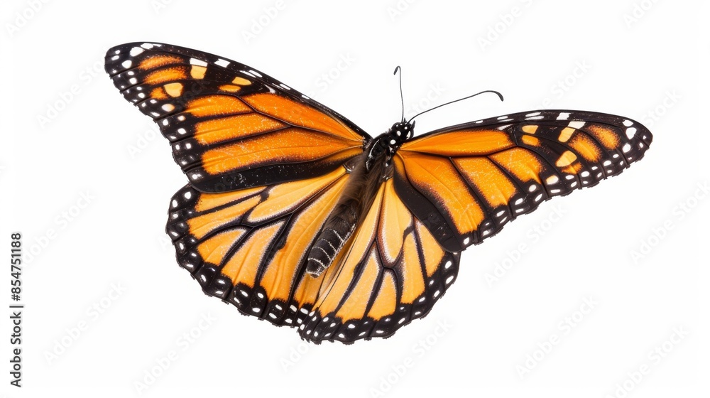 Fototapeta premium Monarch Butterfly Isolated on White Background Generative AI