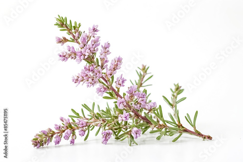 Closeup of a sprig of pink heather flowers on a white background