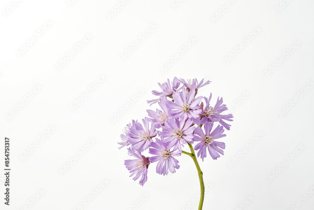 Fototapeta premium Purple Flowers on White Background