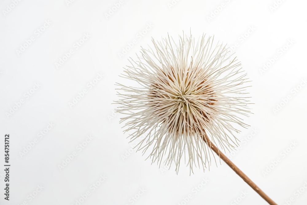 Closeup of a Dried Flower with White Petals Against a White Background Closeup of a Dried Flower with White Petals Against a White Background