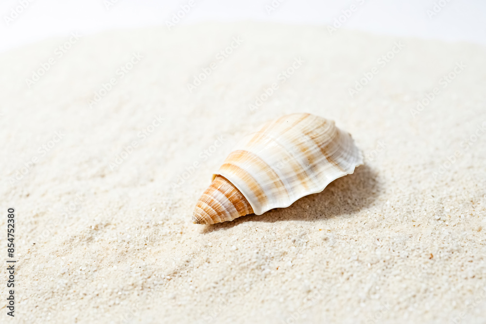 Seashell on the Sand Seashell on the Sand