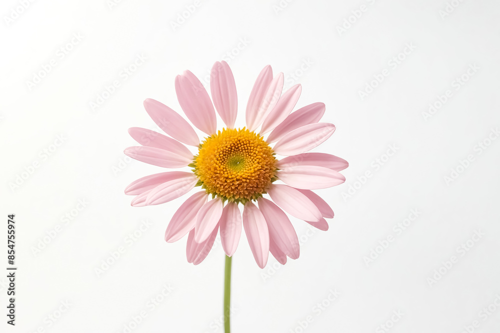 Pink Daisy Flower Isolated on White Background Pink Daisy Flower Isolated on White Background