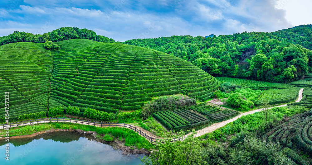 Fototapeta premium Green tea plantation on the mountain. Herb green organic food