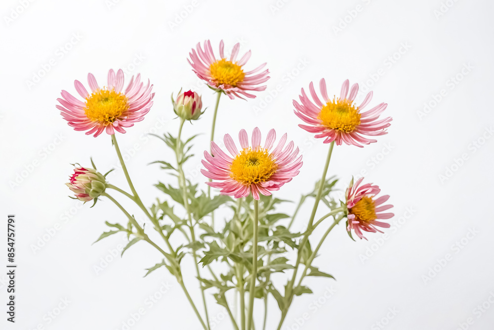 Pink Daisy Flowers on a White Background Pink Daisy Flowers on a White Background