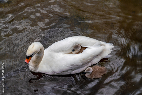 very cute cygnets and their mother swan photo