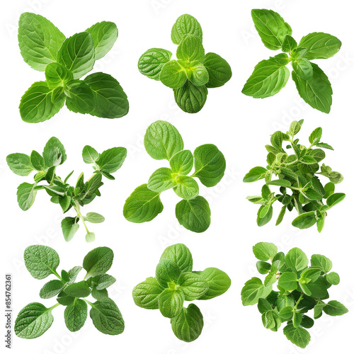Set of Healthy Herbs: Fresh Marjoram Isolated on Transparent or White Background, PNG
