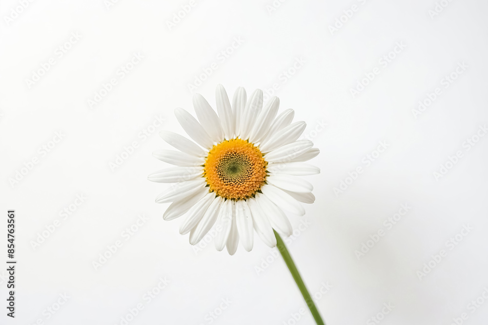 Single Daisy on White Background Single Daisy on White Background