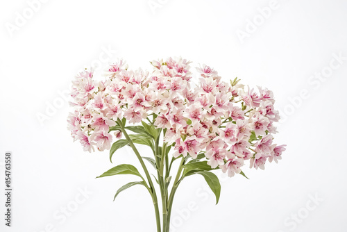 Delicate Pink Flowers on a White Background