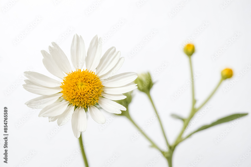 Single Daisy with Buds on White Background Single Daisy with Buds on White Background