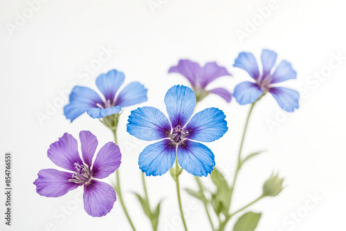 Delicate Blue and Purple Flowers on White Background © Rysak