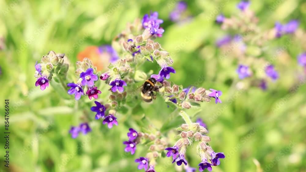 Bumblebee collects nectar from wildflowers. Pollination of flowers by insects. Lawn with flowers, selective focus, summer. Close-up of a bumblebee near a purple flower Bumblebee collects nectar from wildflowers. Pollination of flowers by insects. Lawn with flowers, selective focus, summer. Close-up of a bumblebee near a purple flower