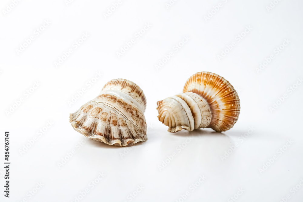 Two Sea Shells on White Background Two Sea Shells on White Background