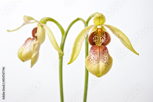 Close-up of a Yellow and Red Spotted Orchid Flower