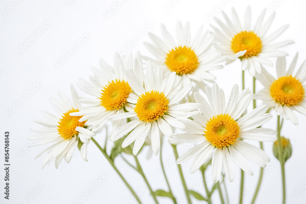 Fototapeta premium Close-up of white daisies with yellow centers