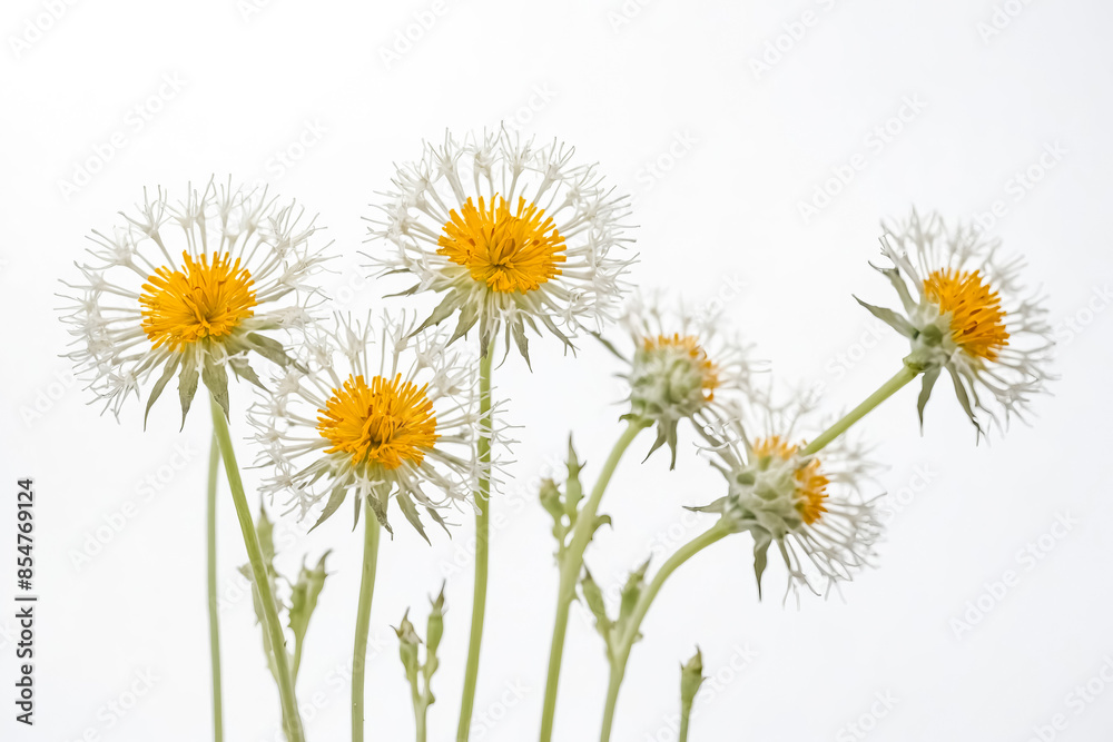 Yellow Dandelion with White Seed Heads