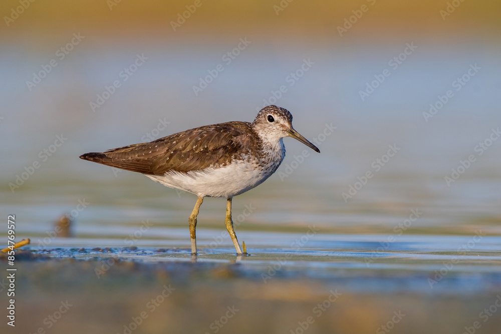 Green Sandpiper (Tringa ochropus) is usually found near freshwater. living in smaller bodies of water such as streams and ponds.There is a dense area on the Tigris River in Diyarbakır. Green Sandpiper (Tringa ochropus) is usually found near freshwater. living in smaller bodies of water such as streams and ponds.There is a dense area on the Tigris River in Diyarbakır.