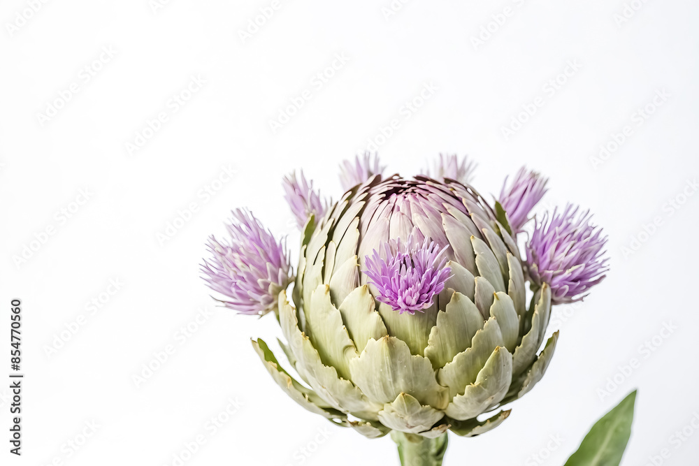 Fototapeta premium Close-up of a Blooming Artichoke Flower