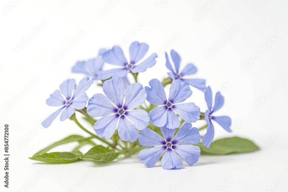 Obraz premium Closeup of Blue Phlox Flowers